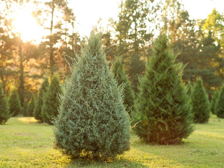 Christmas tree farms with activities near me