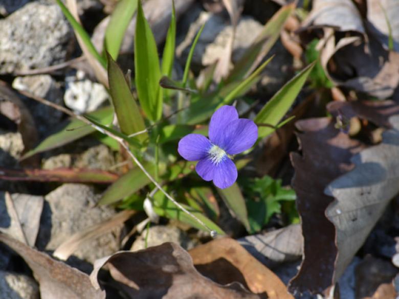 Wolf Creek Trout Lily Preserve Official Tourism & Travel