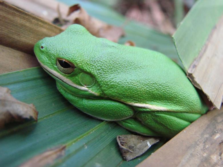 Wolf Creek Trout Lily Preserve Official Tourism & Travel