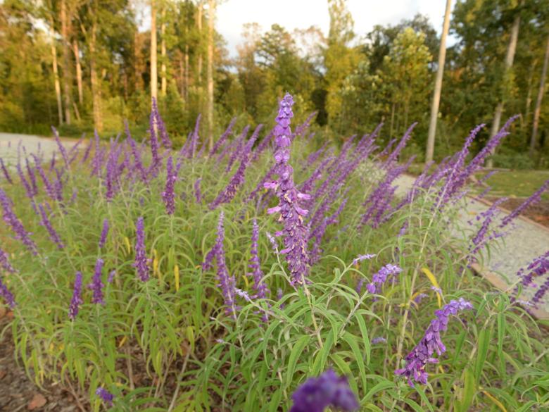 The Dahlonega Butterfly Farm Explore