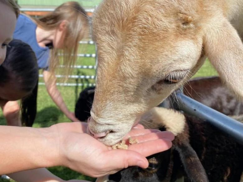 Iron P Homestead Zoo Explore
