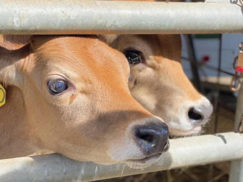 Iron P Homestead Zoo Explore