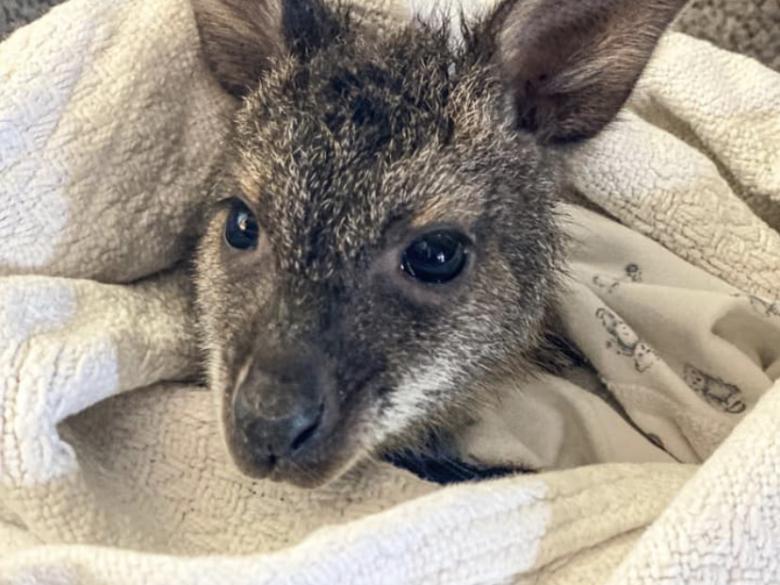 Iron P Homestead Zoo Explore