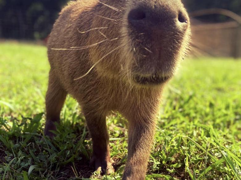 Iron P Homestead Zoo Explore