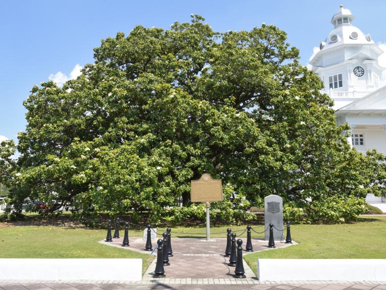 Landmark Magnolia Tree Official Tourism & Travel site Explore