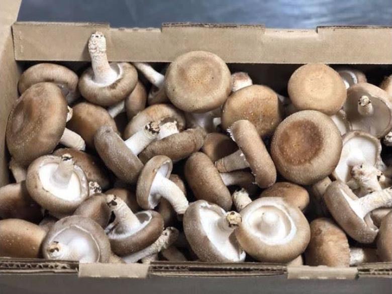 Ellijay Mushrooms Official Tourism & Travel site