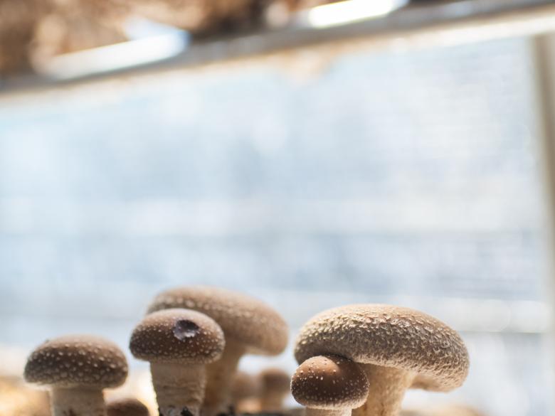 Ellijay Mushrooms Explore