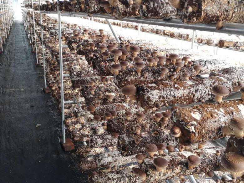 Ellijay Mushrooms Official Tourism & Travel site