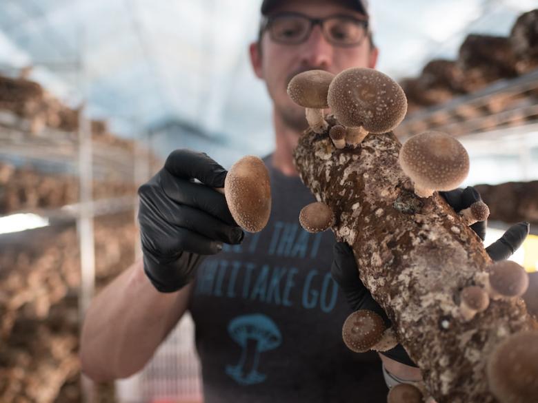 Ellijay Mushrooms Official Tourism & Travel site