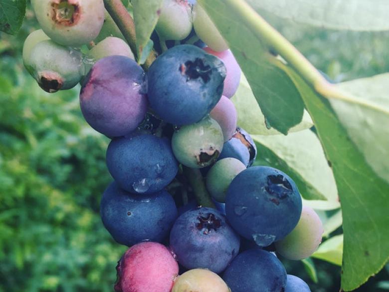 Byne Blueberry Farms Official Tourism & Travel site