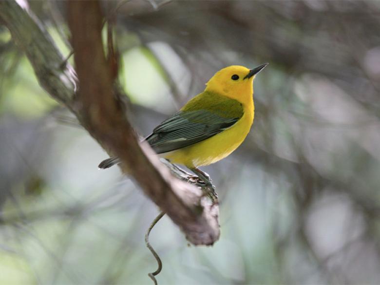 Colonial Coast Birding Trail Official Tourism & Travel