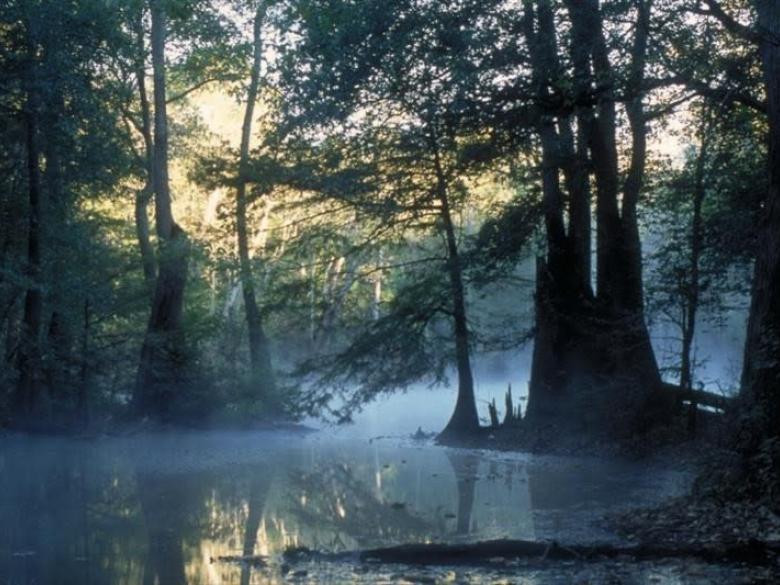 Altamaha River Official Tourism & Travel site Explore