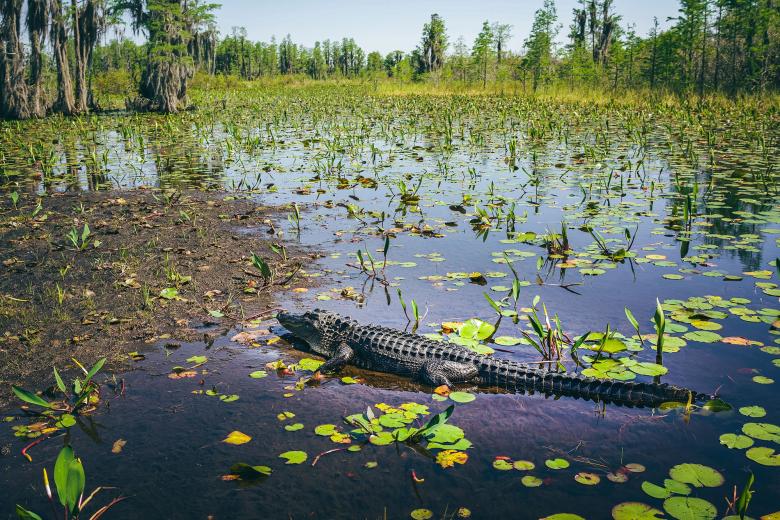 Alligator in the Okefenokee Swamp. Photo by @wandernorthga