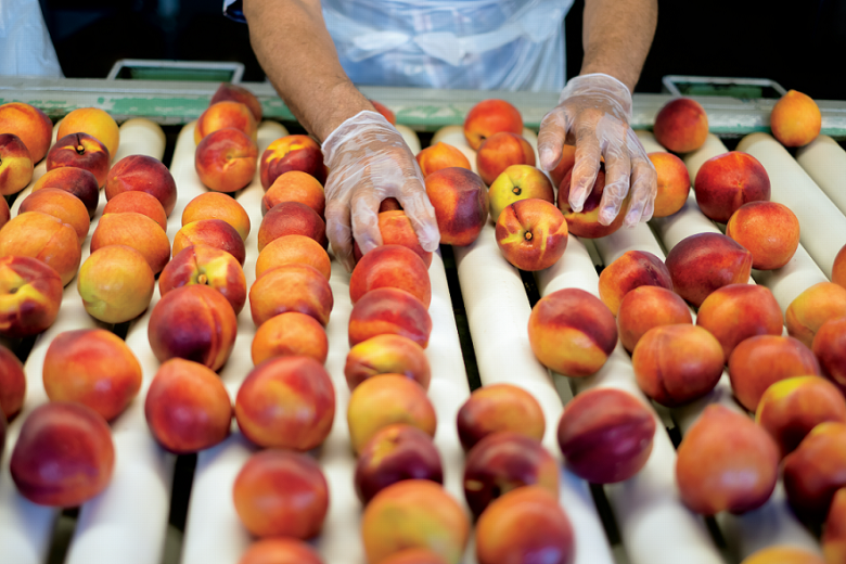 sorting peaches at Dickey Farms in Musella