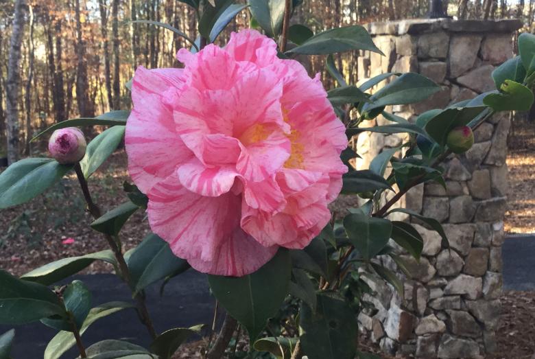 Camellia Trail Official Tourism & Travel site