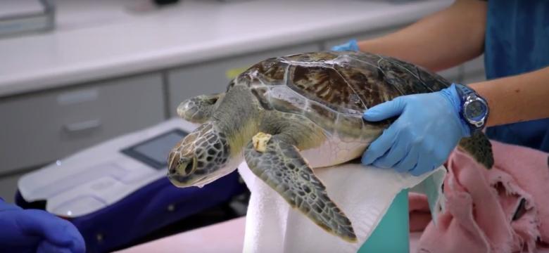 Georgia Sea Turtle Center on Jekyll Island