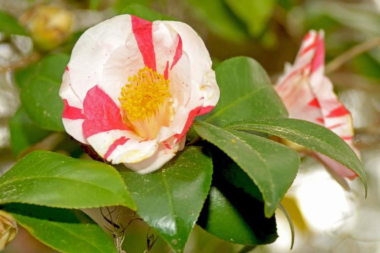 Camellia Trail Official Tourism & Travel site