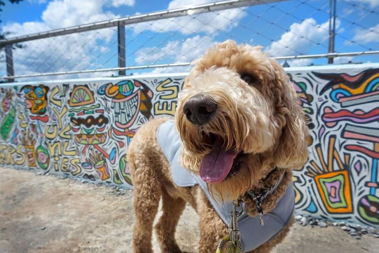 Atlanta A Pet Friendly Guide Official Georgia Tourism
