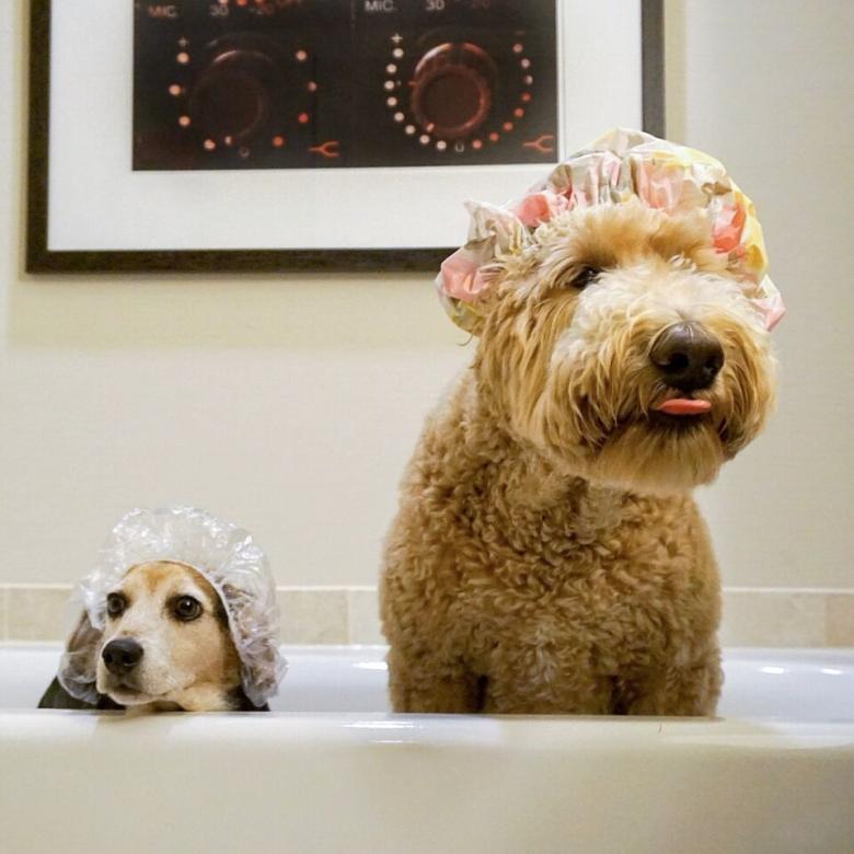 Atlanta A Pet Friendly Guide Official Georgia Tourism