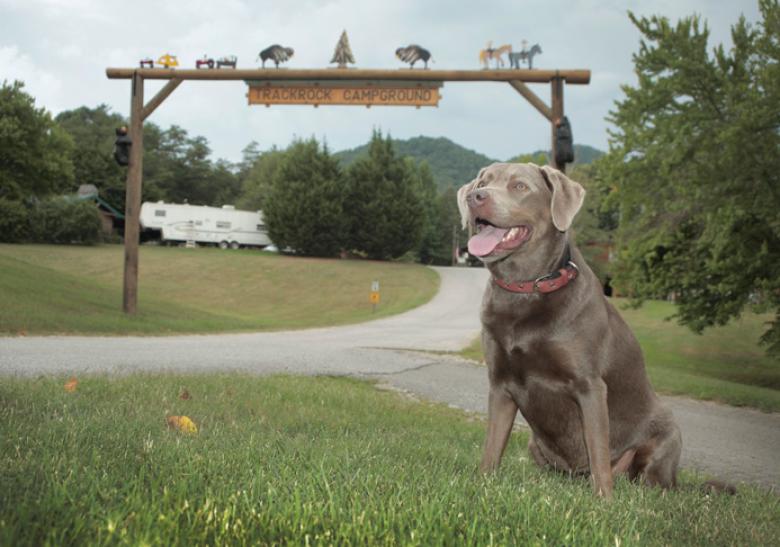 Blairsville A Pet Friendly Guide Official Georgia Tourism Trackrock Campground In Blairsville