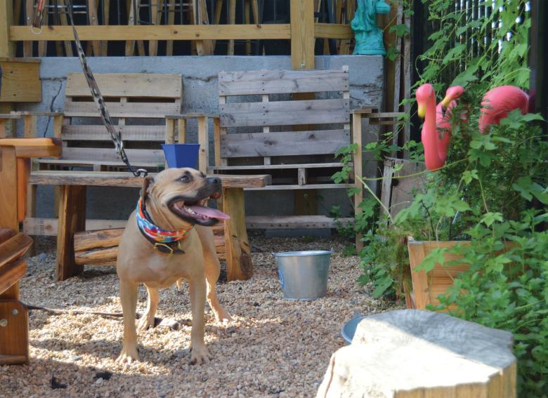 Rome A PetFriendly Guide Official Tourism & Travel Website