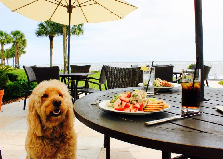 Pet Friendly Places To Stay In St Simons Island Pet Friendly Places To Stay In St Simons Island