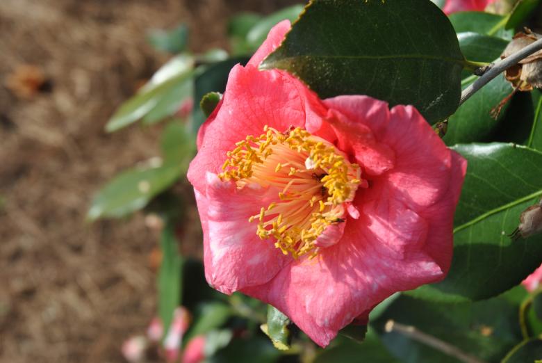 Camellia Trail Official Tourism & Travel site