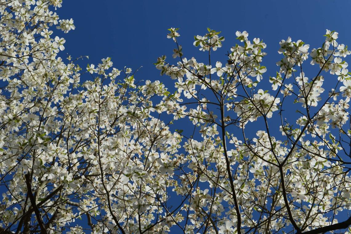 atlanta dogwood festival official