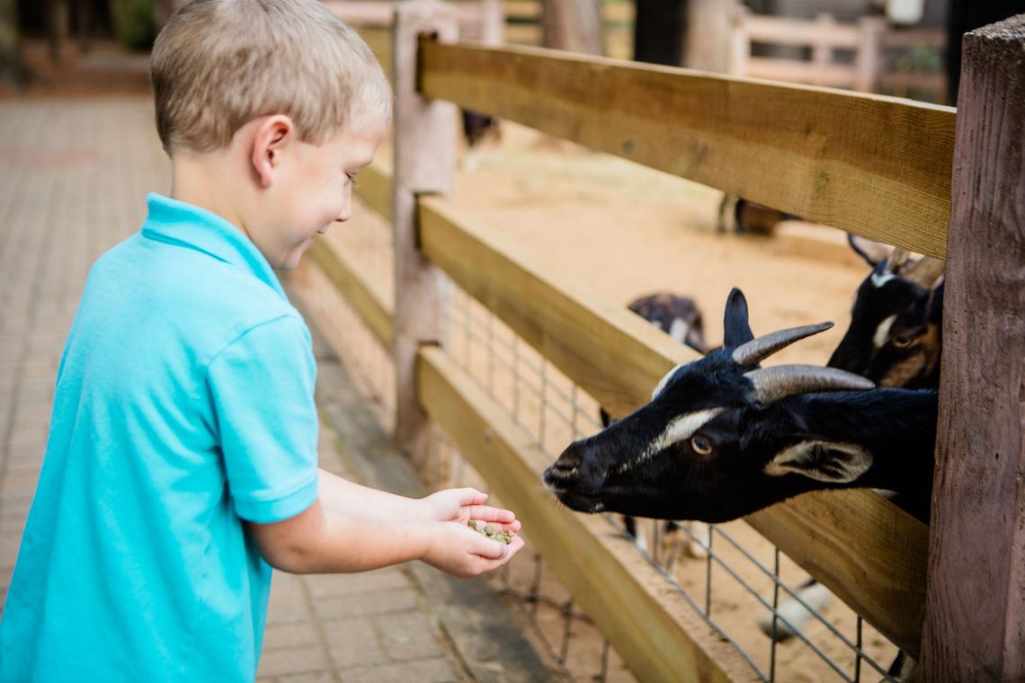 The Best Places To Visit Animals In Georgia Official Georgia Tourism Travel Website Explore Georgia Org