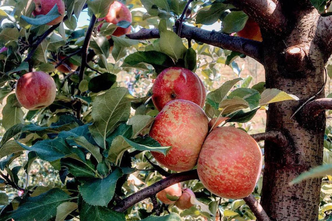 4 North Farms to Visit this Fall Official Tourism