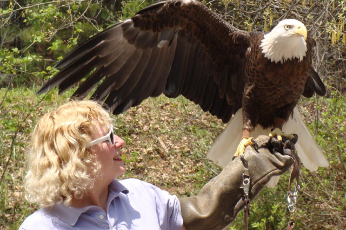 Bald Eagle Demonstrations at Elachee's Raptor Fest 2016 Bald Eagle Demonstrations at Elachee's Raptor Fest 2016 in Gainesville, Georgia