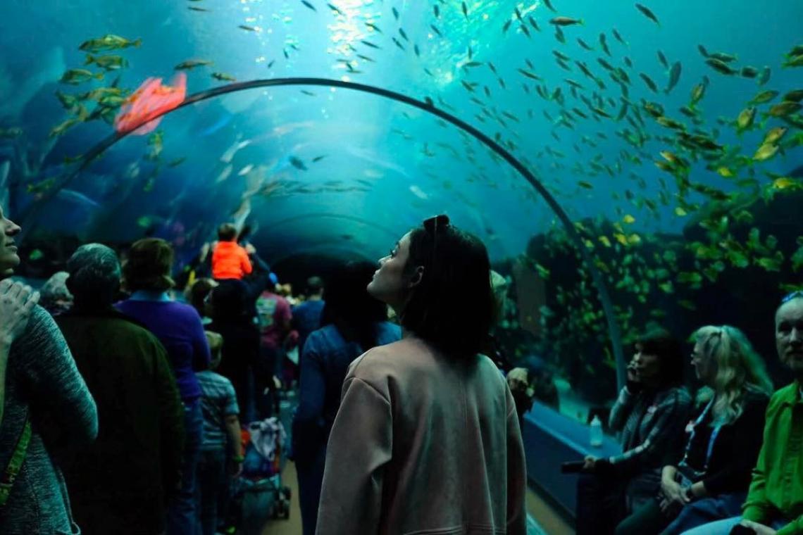 An Insider S Guide To The Georgia Aquarium Official Georgia Aquarium