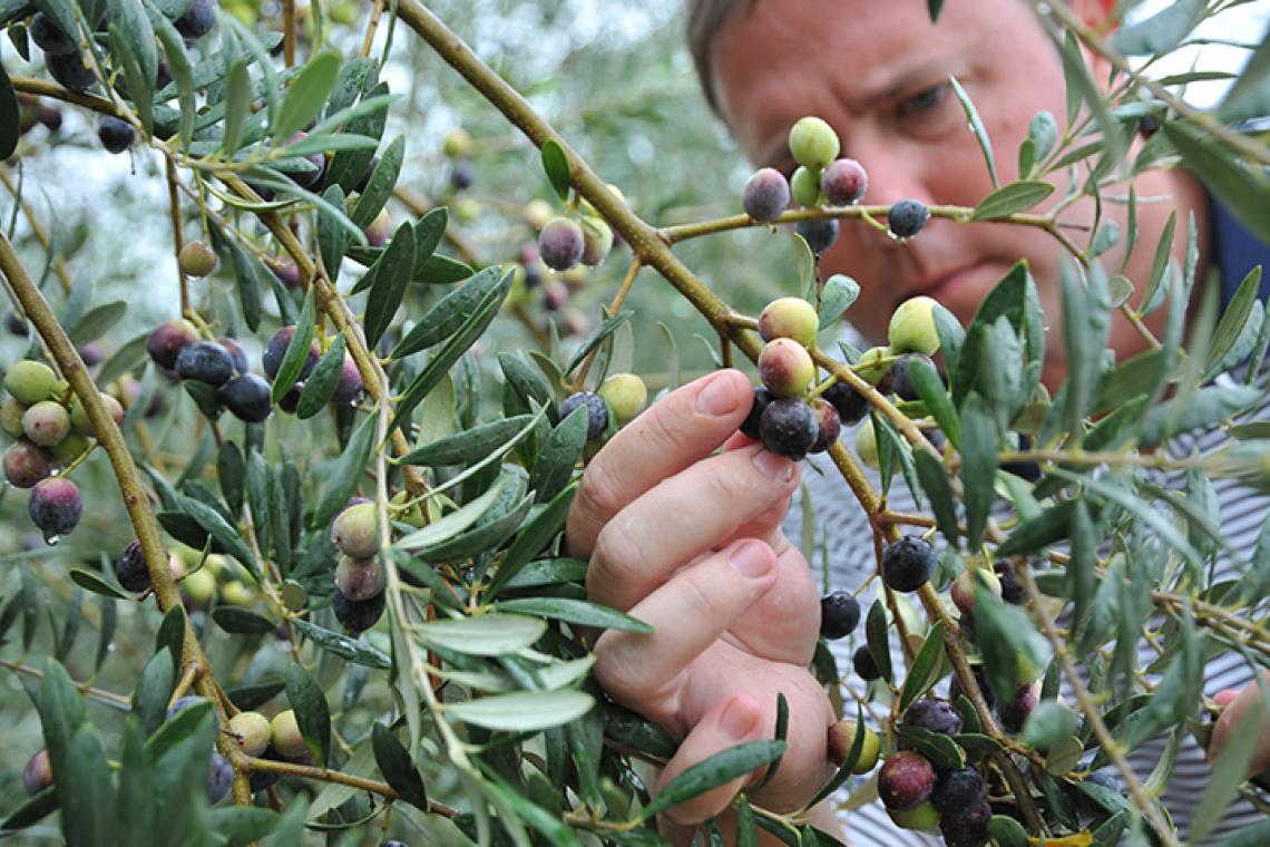 Take a Road Trip to Find Backroad Bounty Along Grown Trail 37