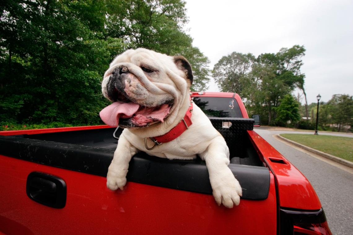 Athens A PetFriendly Guide Official Tourism & Travel