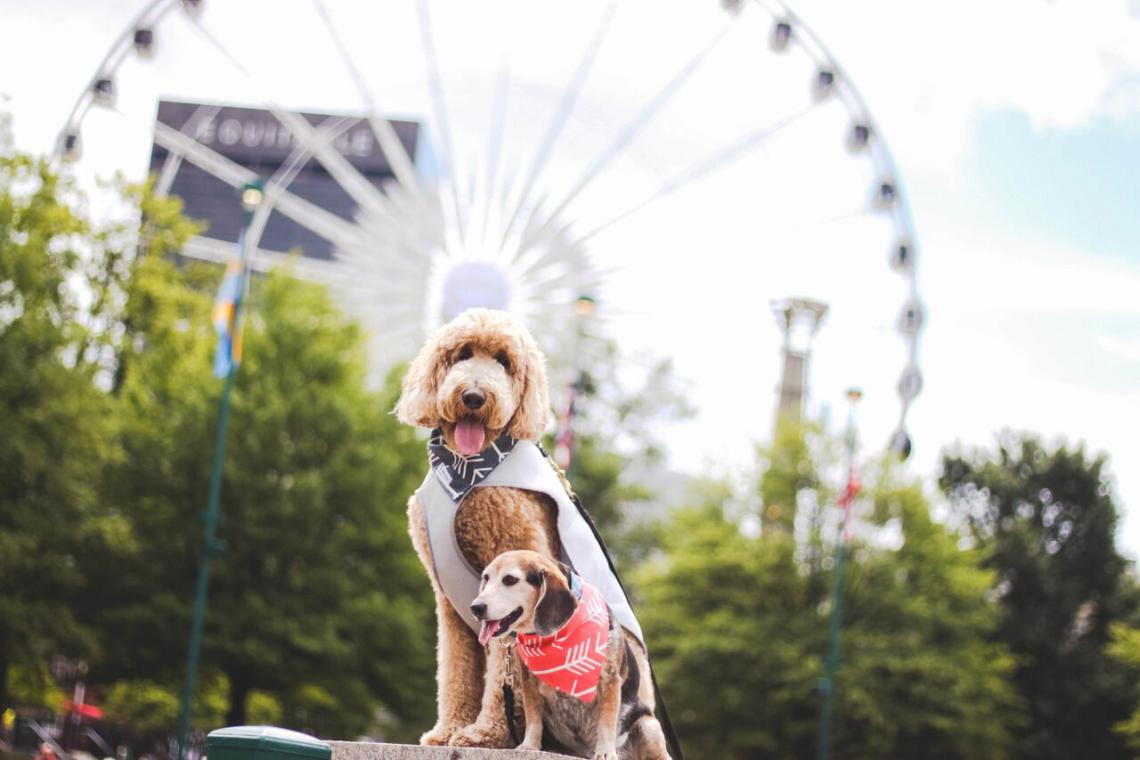 Atlanta A Pet Friendly Guide Official Georgia Tourism