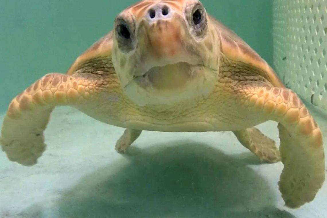 The Best Places to Visit Animals in Official Tourism