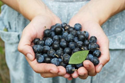 Freshly picked blueberries