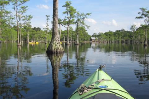 Kayaking at George L. Smith State Park in Twin City, Georgia