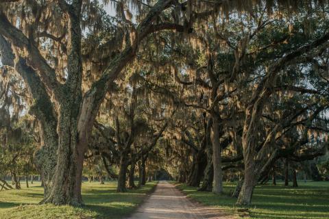 Tree-lined road on Cumberland Island, Georgia