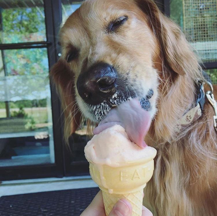 Ice cream at Thomas Orchards in Watkinsville, Georgia. Photo credit: Ginny Deal, @ggdeal24