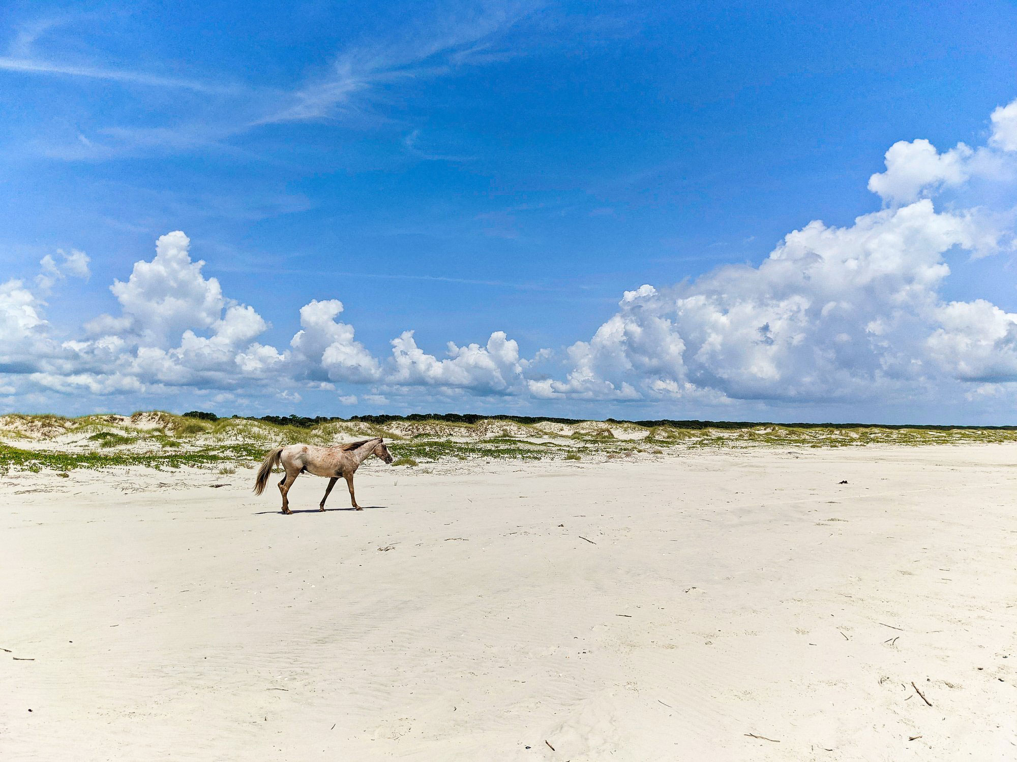 Feral horse on the beach on Cumberland Island, Georgia